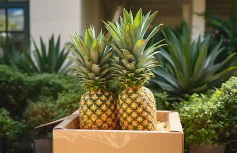 A Simple Guide To Growing Pineapples In Water At Home Sharingideas
