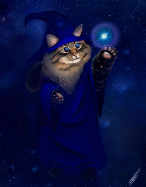 Wizard Cat On Tumblr