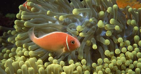 Why Are Coral Reefs Important To Our Ecosystem Learn More