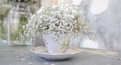 Encuentra imágenes de ramo de novia. Características, Cuidados y cultivo del Velo de novia ...