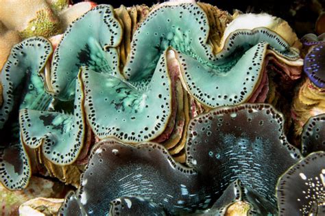 How Did Giant Clams Get The Reputation Of Eating People Insidehook