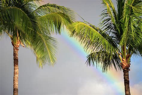Rainbow And Palm Trees Photograph By Adam Romanowicz Pixels