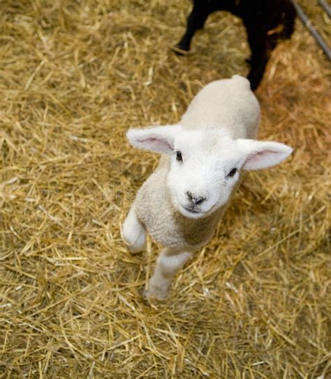 Cute Lamb Stock Photo Image Of Animal Seasonal Agriculture 28660902