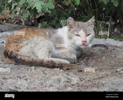 A Homeless Cat With A Snotty Nose Sore Eyes And Dirty Fur Lies On The