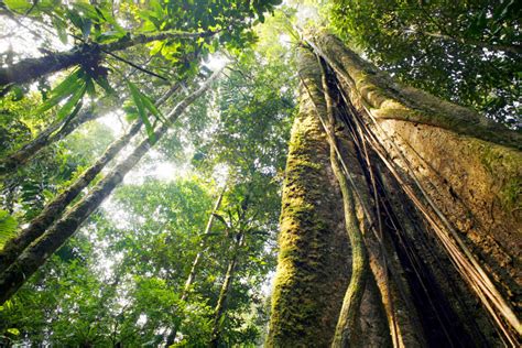 Geography What Is A Rainforest Level 1 Activity For Kids