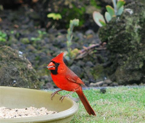 House Finch And A Male Hawaiian Northern Cardinal With Flickr