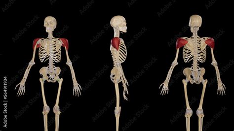 deltoid muscle anterior lateral and posterior views stock illustration adobe stock