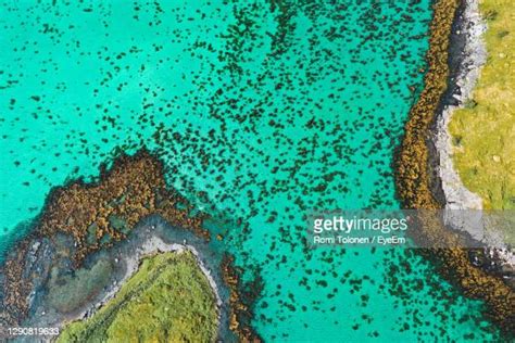 Coral Reefs Norway Photos And Premium High Res Pictures Getty Images