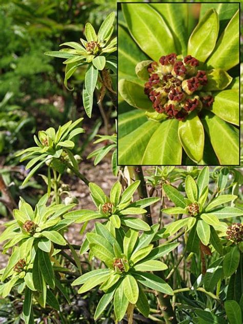Euphorbia Stygiana Subspsantamariae Cotswold Garden Flowers