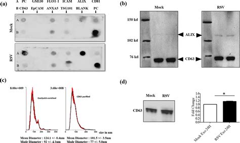 Characterization Of Purified Exosomes A Characterization Of Equal