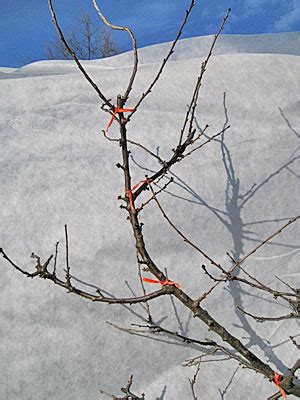 Do you need two cherry trees to get fruit. Pruning Sweet Cherries | Cloud Mountain Farm Center & Nursery