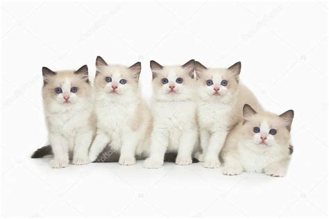 Five Cute White Ragdoll Kitten On White Background — Stock Photo