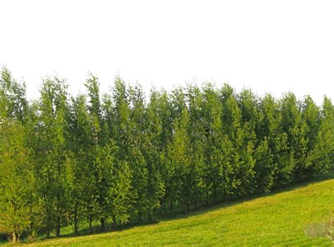 Buy 100 Hybrid Willow Tree Austree Cuttings Grow 12 Feet 1st Season