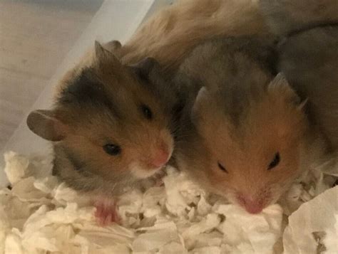 Baby Syrian Hamstersall Reserved Now In East Grinstead West Sussex