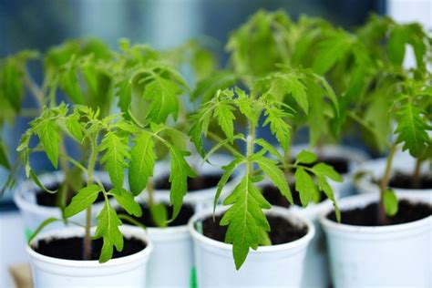 How Big Should Tomato Seedlings Be Before Transplanting Outside
