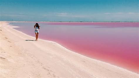 las coloradas espectáculo color de rosa increíble en yucatán poresto