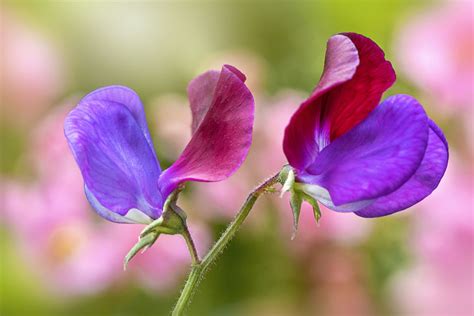 Sweet Peas Plant Care And Growing Guide
