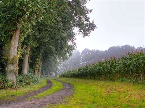 Late Summer Cornfield Autumn Scenery Scenery Landscape