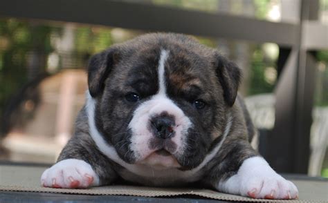 Brindle Olde English Bulldogge Puppies For Sale