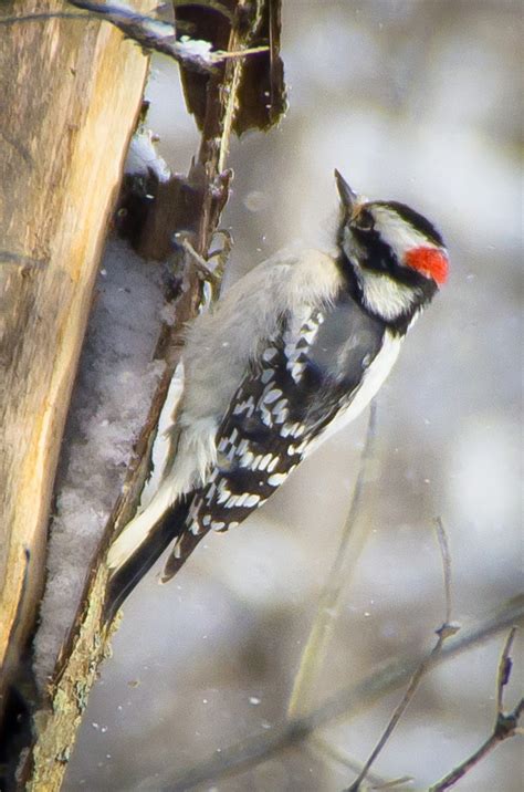 Wild Here Birding Finding Ottawas Winter Birds In The