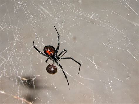 The female black widow bites effect children more than adults, a bite from a female black widow can cause. Black Widow Spider And Prey - Spider Facts and Information