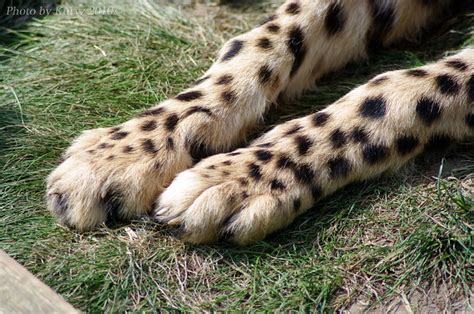 Cheetah Paws Flickr Photo Sharing