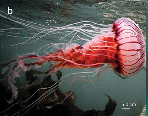 Sciency Thoughts Chrysaora Agulhensis A New Species Of Jellyfish From