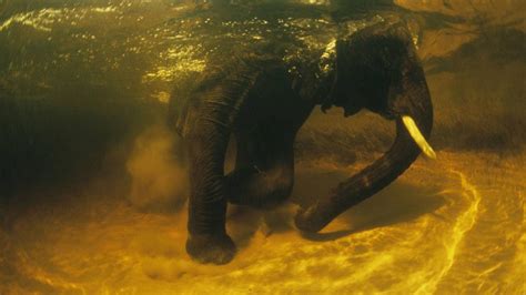 Animals Elephants Underwater Africa Nature Wildlife