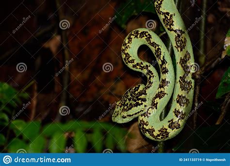 Malabar Pit Viper Snake Green Morph Stock Image Image Of Amphibian