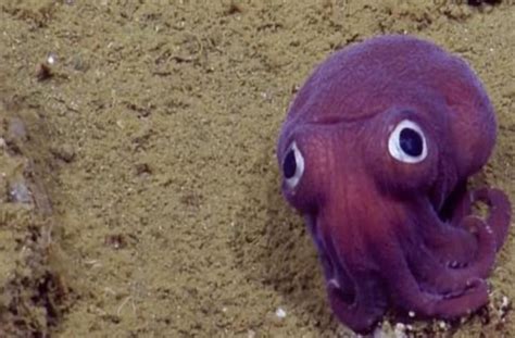 This Weird Squid Looks Like It Has Googly Eyes Aol News