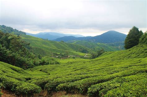 Today a popular escape for residents and visitors to malaysia in equal measure, the cameron highlands were perhaps the peninsula's original expat retreat, identified and developed by the colonial british almost a century ago. Life of Libby | Travel & Lifestyle: Visiting The Cameron ...
