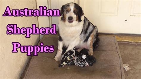 Australian Shepherd Puppies Day Old Youtube