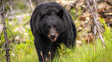 Black Bear Breaks Into A Jeep And Downing 69 Cans Of Soda