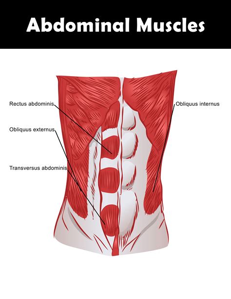 Torso Muscle Anatomy Diagram Human Being Anatomy Muscles Anterior View Image Visual Dictionary