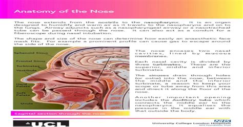 Anatomy Of The Nose Nosepdf · Anatomy Of The Nose The