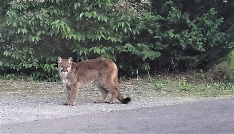 Police Chief Addresses Flurry Of Cougar Sightings • Highway 58 Herald