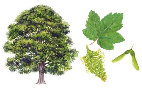 A Simple Guide To Identifying British Trees Country Life
