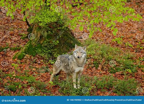 Gray Wolf Canis Lupus In The Spring Light In The Forest With Green