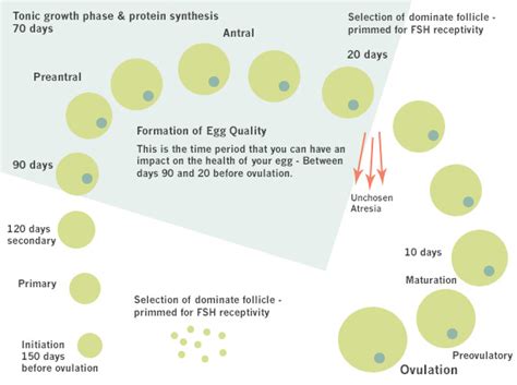 In some cycles, it's possible for both ovaries to release an egg cell. Egg Quality | Acubalance Wellness Centre