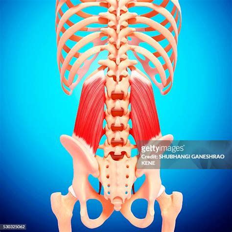 Hip Anatomy Photos And Premium High Res Pictures Getty Images