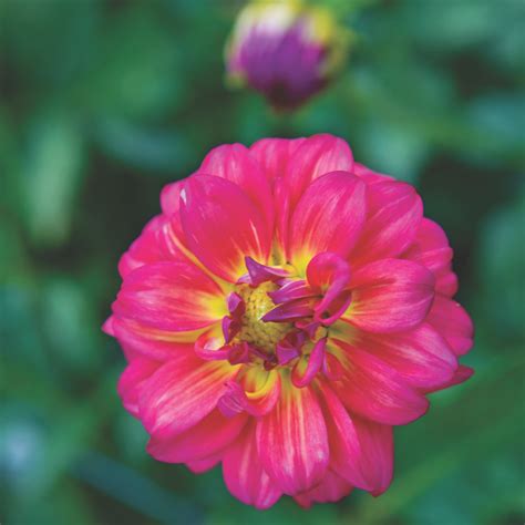 How To Grow Dramatic Dahlias Flower Magazine