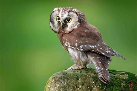 Owls In Colorado 13 Species With Pictures Wild Bird World