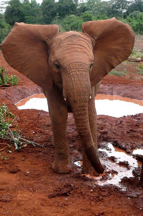 Elephant In The Mud Elephants Photos Elephant Sanctuary Elephant
