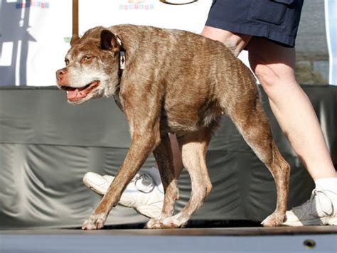 Deformed Mutt Is Crowned Worlds Ugliest Dog