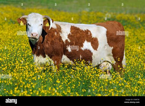 Female Domestic Cattle High Resolution Stock Photography And Images Alamy