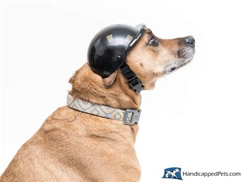 Dog Helmet Walkin Helmets For Dogs Handicapped Pets Dog Helmet