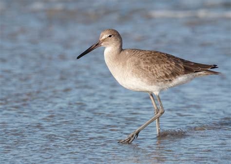 Willet Sea Birds Shorebirds Courser