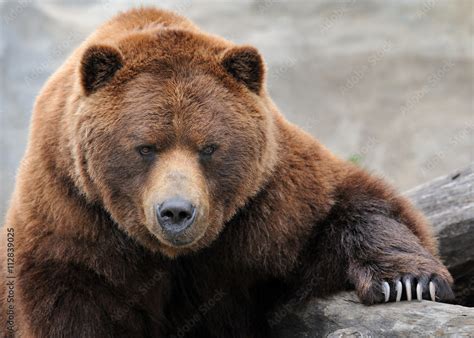 Grizzly Bear Portrait Stock Photo Adobe Stock