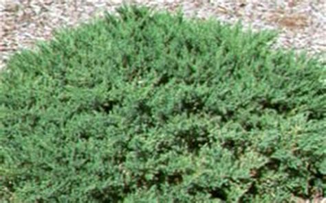 Buy San Jose Juniper Juniperus Chinensis San Jose 1 Gallon