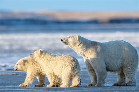 Tapeta Na Monitor Zvířata Zvířata Dravci Lední Medvědi три